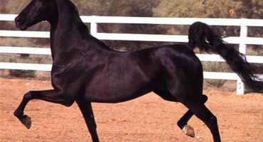 Co to znamená kůň a nejlepší plemena, vlastnosti takových koní